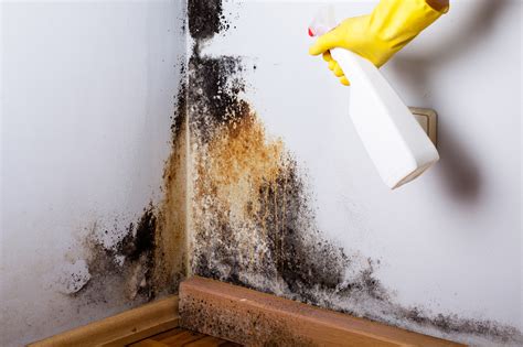 The Magical Mold Removal Spell You Need to Try